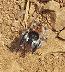 Phidippus californicus