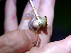 Hyperolius ocellatus