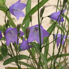 Campanula petiolata