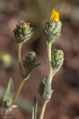 Pyrrocoma racemosa pinetorum