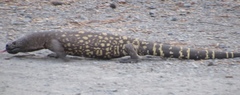 Heloderma horridum