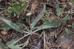 Pyrrocoma racemosa pinetorum
