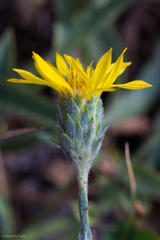 Pyrrocoma racemosa pinetorum