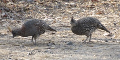 Callipepla douglasii