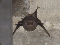 Balantiopteryx plicata