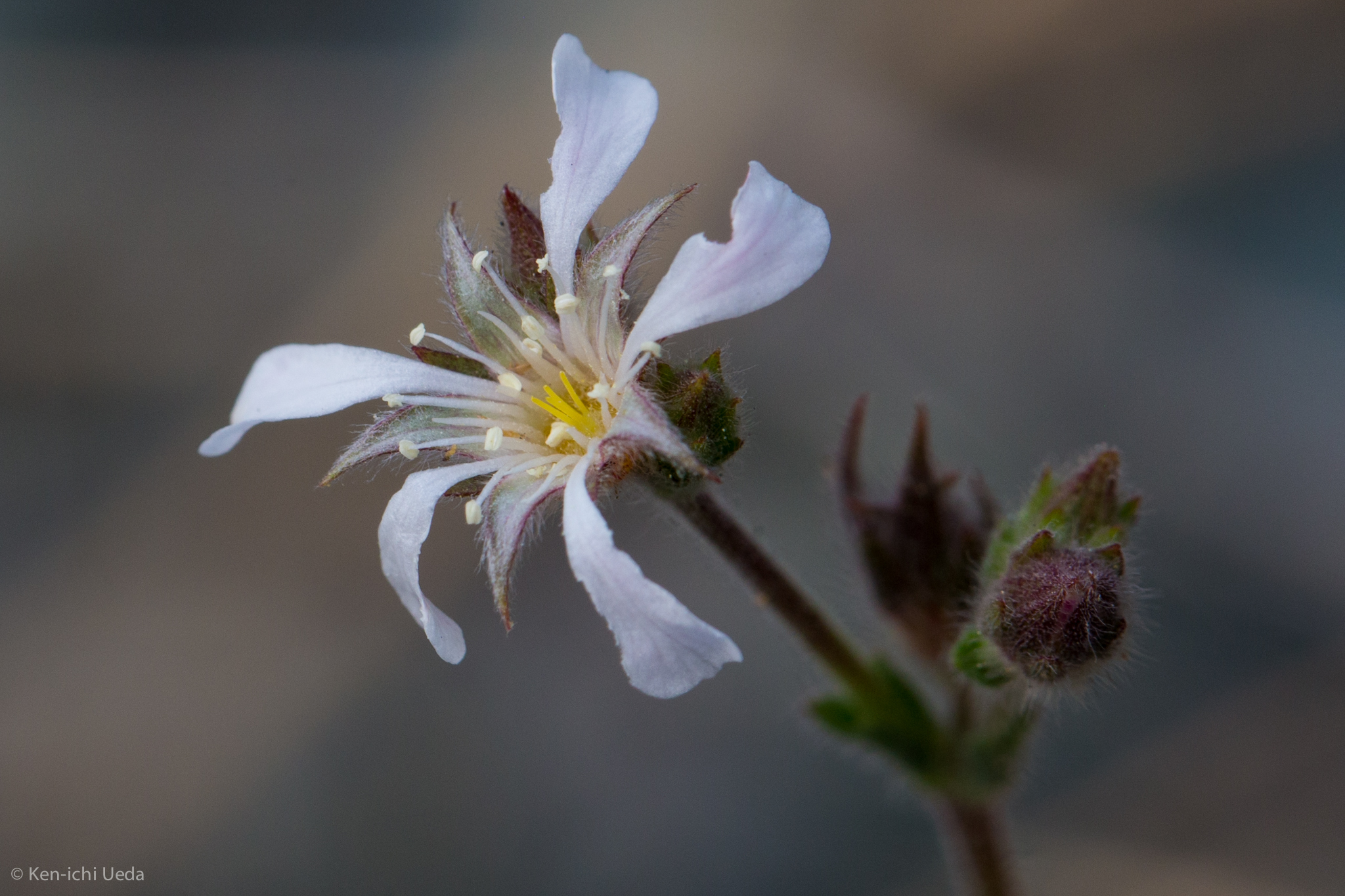 Ivesia pickeringii