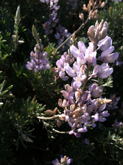 Lupinus albifrons