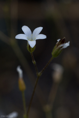 Sabulina stolonifera