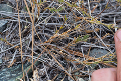 Sabulina stolonifera