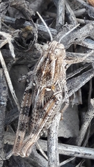 Calliptamus barbarus