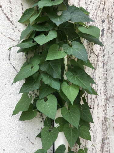honey-vine climbing milkweed