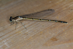 Enallagma durum