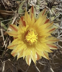 Ferocactus herrerae
