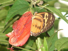 Tithorea harmonia pseudethra