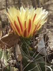 Ferocactus herrerae