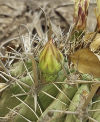 Ferocactus herrerae