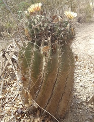 Ferocactus herrerae