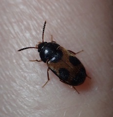 Mycetophagus punctatus