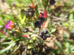Ruschia geminiflora