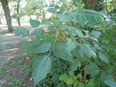 Toxicodendron radicans negundo