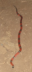 Lampropeltis polyzona