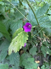 Geranium palustre