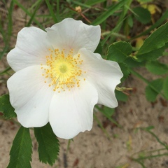 Rosa arkansana