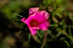 Magnoliopsida