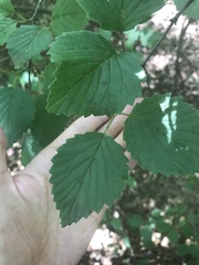 Viburnum alabamense
