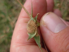 Sporobolus aculeatus