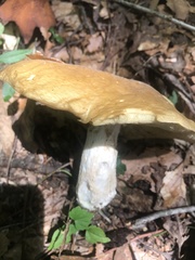 Boletus separans