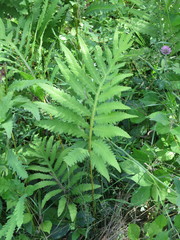 Onoclea sensibilis