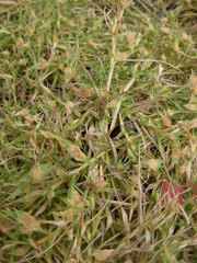 Sporobolus aculeatus