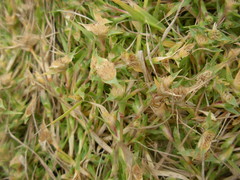 Sporobolus aculeatus