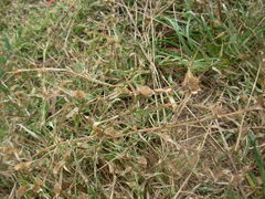 Sporobolus aculeatus