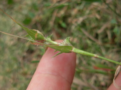 Sporobolus aculeatus