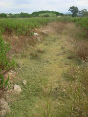 Sporobolus aculeatus