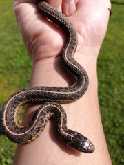 Thamnophis scaliger