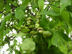 Phylloxera caryaecaulis