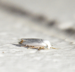 Hystrichophora vestaliana