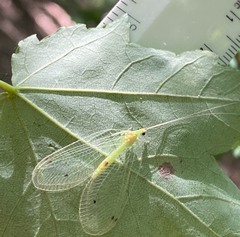 Leucochrysa insularis