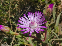 Ruschia geminiflora