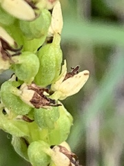 Neottia ovata