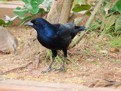 Molothrus bonariensis