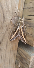 Hyles lineata
