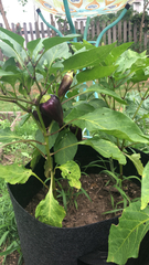 Capsicum annuum annuum