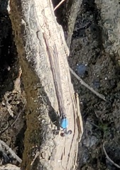 Argia apicalis