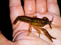 Procambarus alleni