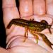 Procambarus alleni - Photo (c) Shawn, algunos derechos reservados (CC BY-NC), uploaded by Shawn