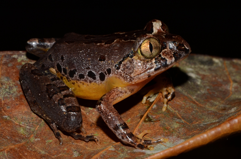 Benito River Night Frog